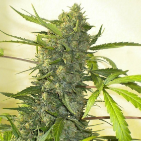 Serious Happiness - SERIOUS SEEDS | TanieSianie.pl