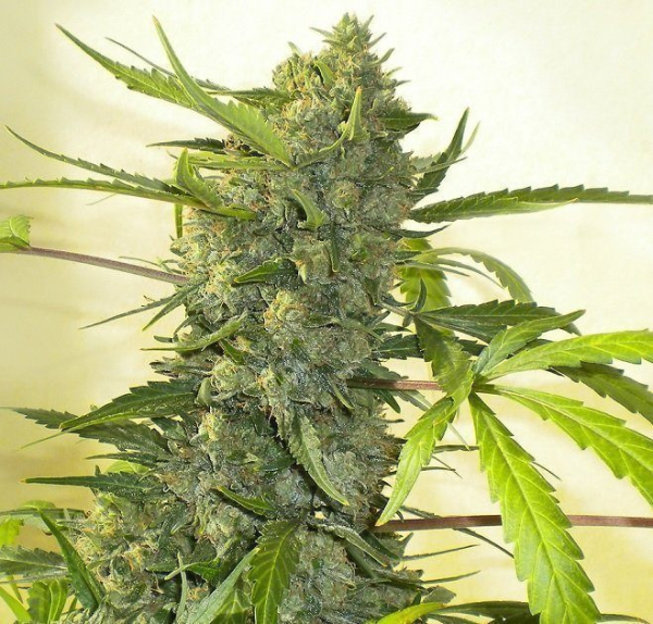 Serious Happiness - SERIOUS SEEDS | TanieSianie.pl