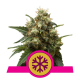 ICE - ROYAL QUEEN SEEDS | TanieSianie.pl