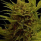 Somantra - SOMA SEEDS | TanieSianie.pl