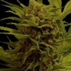 Somantra - SOMA SEEDS | TanieSianie.pl