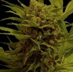 Somantra - SOMA SEEDS | TanieSianie.pl