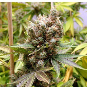 Somalicious - SOMA SEEDS | TanieSianie.pl