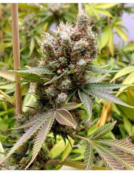 Somalicious - SOMA SEEDS | TanieSianie.pl