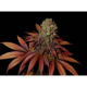 Rock Bud - SOMA SEEDS | TanieSianie.pl