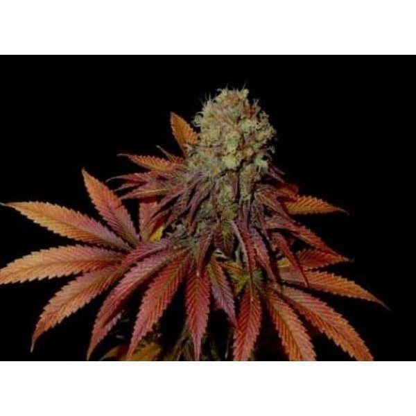 Rock Bud - SOMA SEEDS | TanieSianie.pl