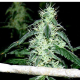 Hash Heaven - SOMA SEEDS | TanieSianie.pl