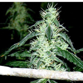 Hash Heaven - SOMA SEEDS | TanieSianie.pl