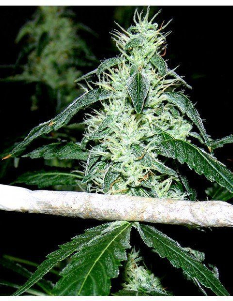 Hash Heaven - SOMA SEEDS | TanieSianie.pl