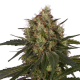 ICE - ROYAL QUEEN SEEDS | TanieSianie.pl
