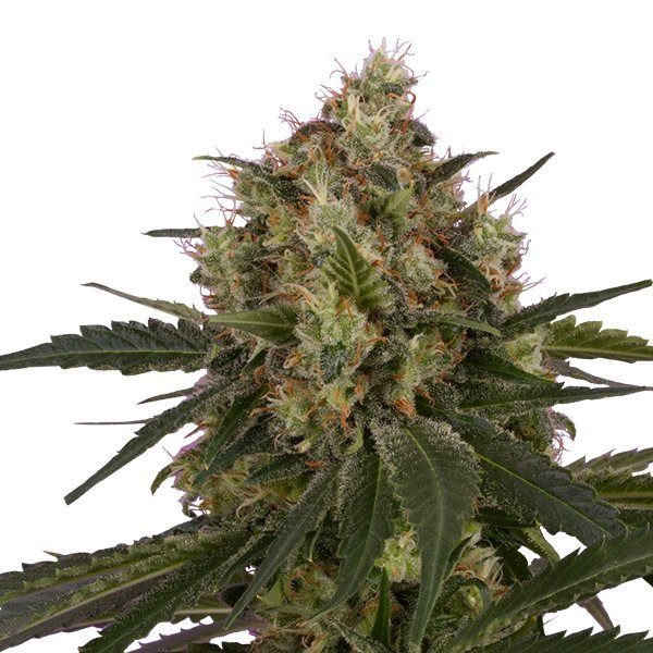 ICE - ROYAL QUEEN SEEDS | TanieSianie.pl