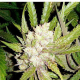 Sogouda - SOMA SEEDS | TanieSianie.pl