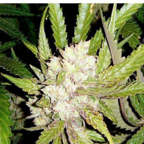 Sogouda - SOMA SEEDS | TanieSianie.pl