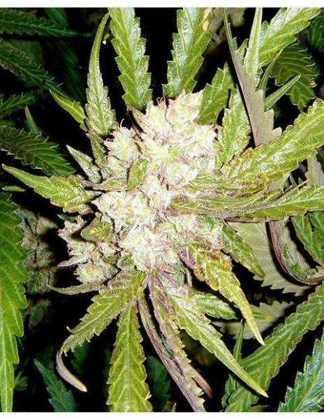 Sogouda - SOMA SEEDS | TanieSianie.pl