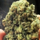Sogkush - SOMA SEEDS | TanieSianie.pl