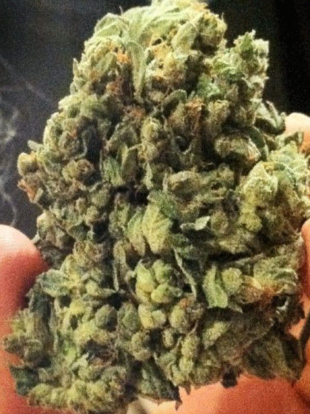 Sogkush - SOMA SEEDS | TanieSianie.pl