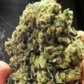 Sogkush - SOMA SEEDS