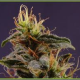 G13 x N.Y.C. Diesel - SOMA SEEDS | TanieSianie.pl