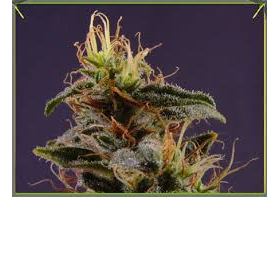 G13 x N.Y.C. Diesel - SOMA SEEDS | TanieSianie.pl