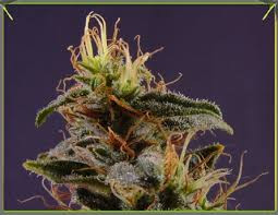 G13 x N.Y.C. Diesel - SOMA SEEDS | TanieSianie.pl