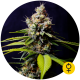 Blueberry 420 Auto - THE BULLDOG SEEDS | TanieSianie.pl