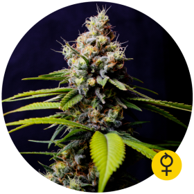 Blueberry 420 Auto - THE BULLDOG SEEDS | TanieSianie.pl