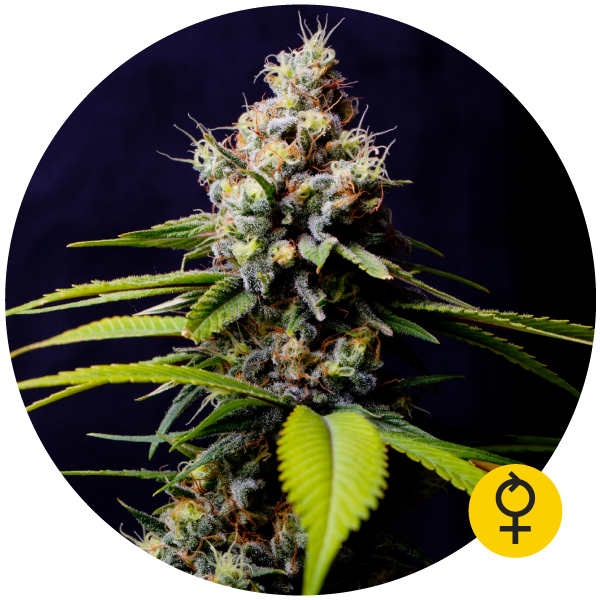 Blueberry 420 Auto - THE BULLDOG SEEDS | TanieSianie.pl