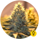 Jack Herer Auto - THE BULLDOG SEEDS | TanieSianie.pl