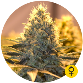 Jack Herer Auto - THE BULLDOG SEEDS | TanieSianie.pl