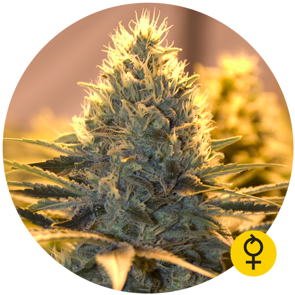 Jack Herer Auto - THE BULLDOG SEEDS | TanieSianie.pl