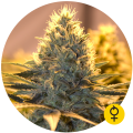 Jack Herer Auto - THE BULLDOG SEEDS