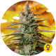 Northern Light Auto - THE BULLDOG SEEDS | TanieSianie.pl