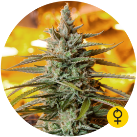 Northern Light Auto - THE BULLDOG SEEDS | TanieSianie.pl