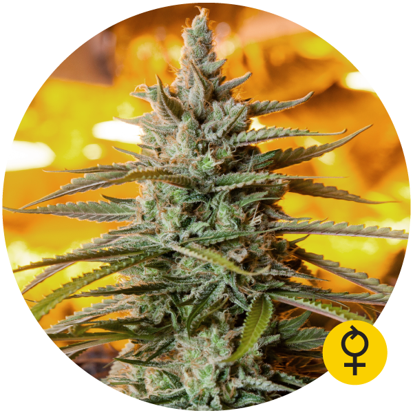 Northern Light Auto - THE BULLDOG SEEDS | TanieSianie.pl