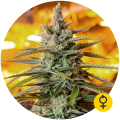 Northern Light Auto - THE BULLDOG SEEDS