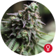 Blue Dream - THE BULLDOG SEEDS | TanieSianie.pl