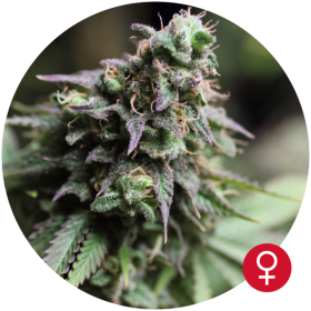 Blue Dream - THE BULLDOG SEEDS | TanieSianie.pl