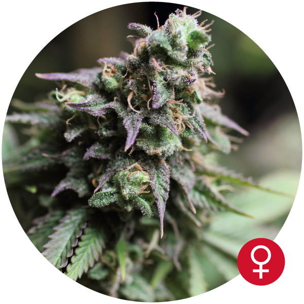 Blue Dream - THE BULLDOG SEEDS | TanieSianie.pl
