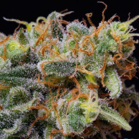 Caramelicious - THE BULLDOG SEEDS | TanieSianie.pl