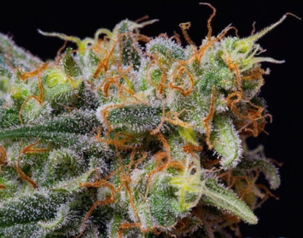 Caramelicious - THE BULLDOG SEEDS | TanieSianie.pl