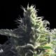 Mataro Blue - THE BULLDOG SEEDS | TanieSianie.pl