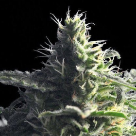 Mataro Blue - THE BULLDOG SEEDS | TanieSianie.pl