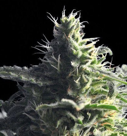 Mataro Blue - THE BULLDOG SEEDS | TanieSianie.pl