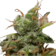 ICE - ROYAL QUEEN SEEDS | TanieSianie.pl