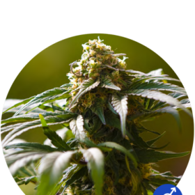 The Bulldog Skunk - THE BULLDOG SEEDS | TanieSianie.pl