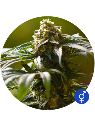 The Bulldog Skunk - THE BULLDOG SEEDS | TanieSianie.pl