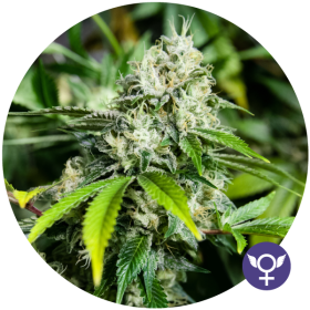 White Widow Xtrm - THE BULLDOG SEEDS | TanieSianie.pl
