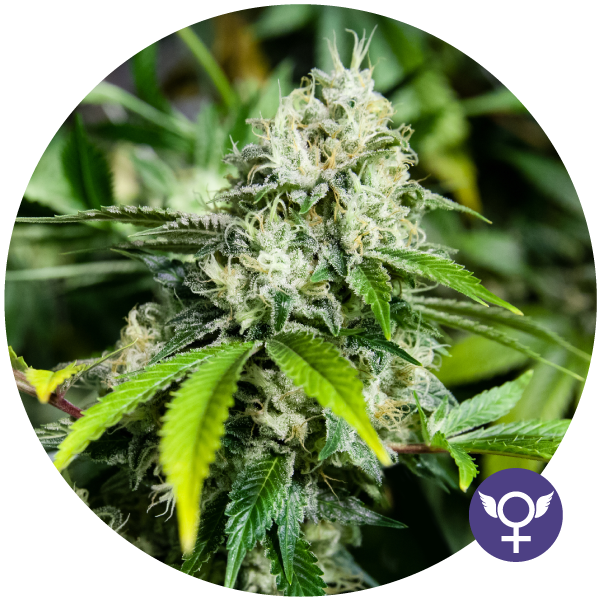 White Widow Xtrm - THE BULLDOG SEEDS | TanieSianie.pl