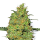 Master Kush - WHITE LABEL | TanieSianie.pl