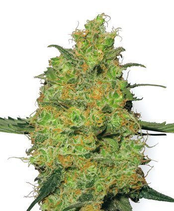 Master Kush - WHITE LABEL | TanieSianie.pl